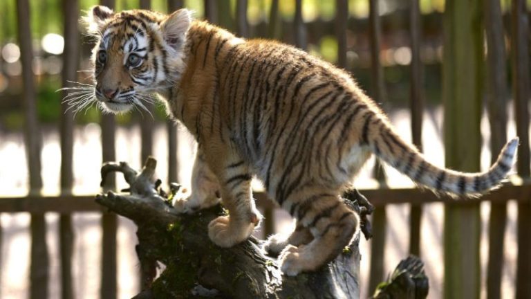 Biden signs big cat bill backed by ‘Tiger King’ star Carole Baskin outlawing cub-petting, private ownership