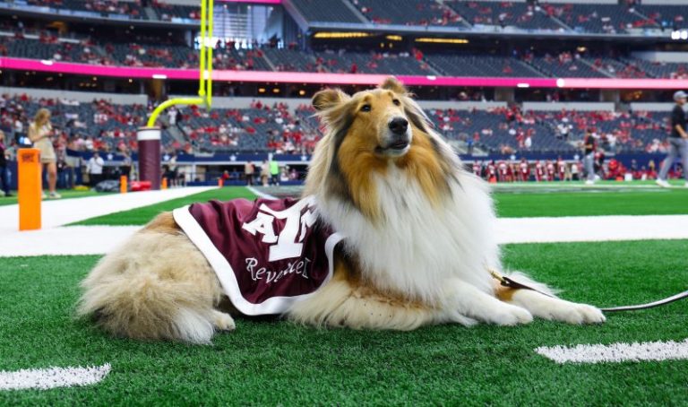 Texas A&M border collie mascot Reveille X has right eye removed