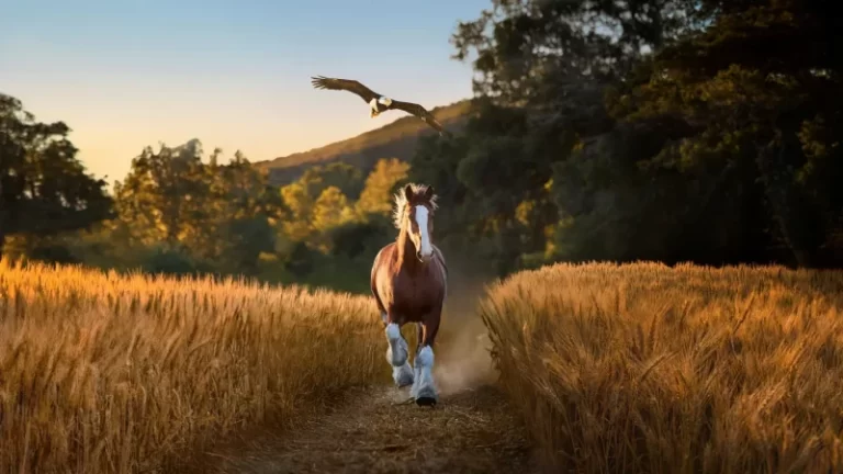 Budweiser’s all-American Super Bowl ad wins crown for best commercial